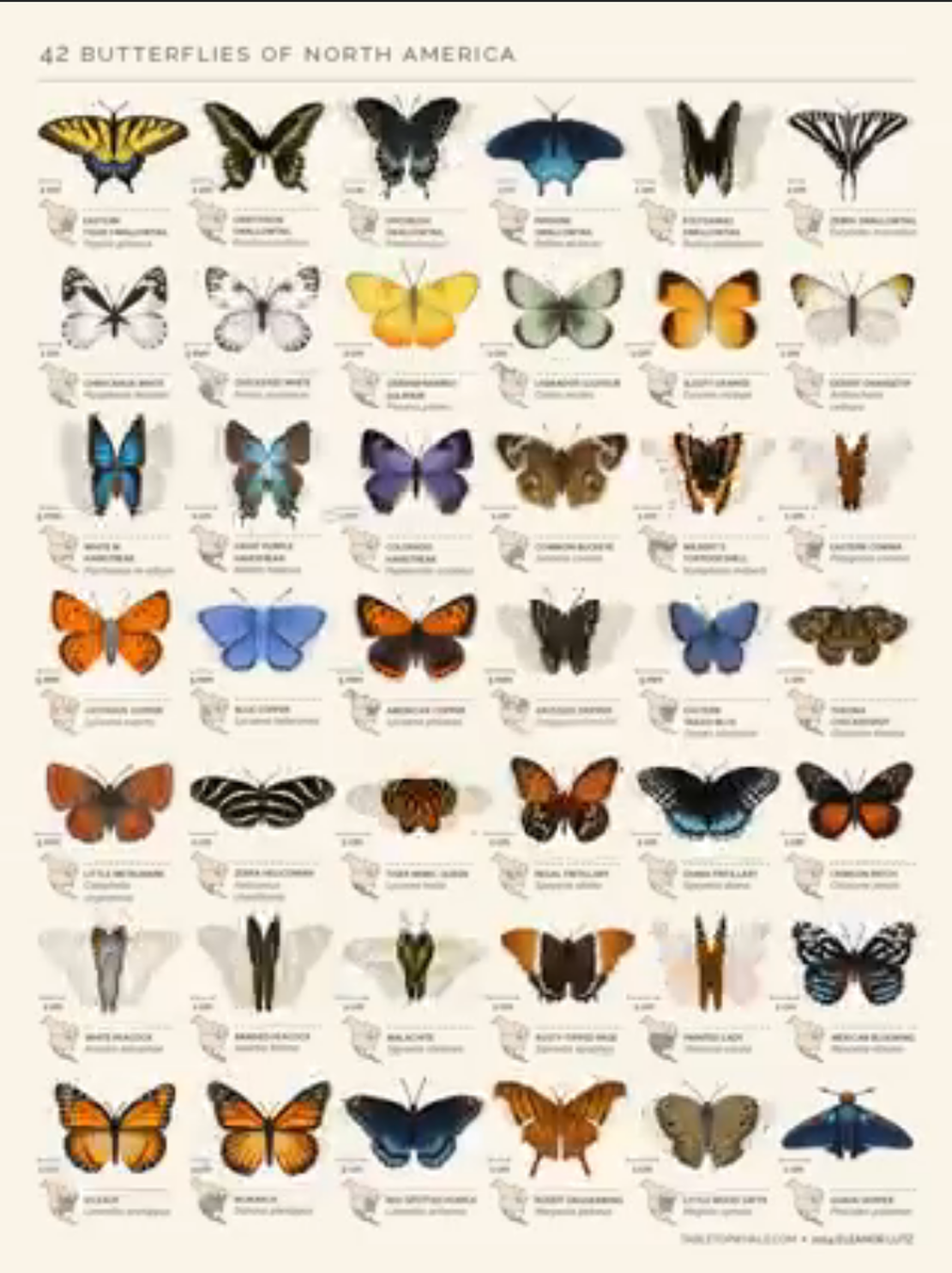 Το μεταναστευτικό ταξίδι της πεταλούδας