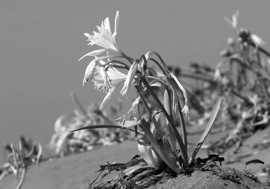 Αμμοθίνες –  Ακόμα ένα οικοσύστημα προς εξαφάνιση