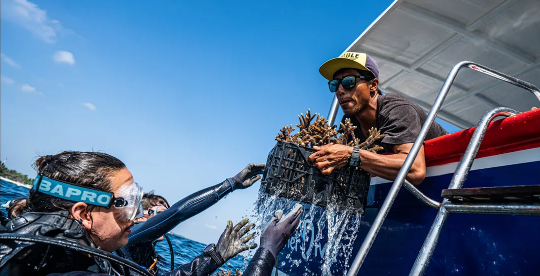 Αναγέννηση κοραλλιογενών υφάλων