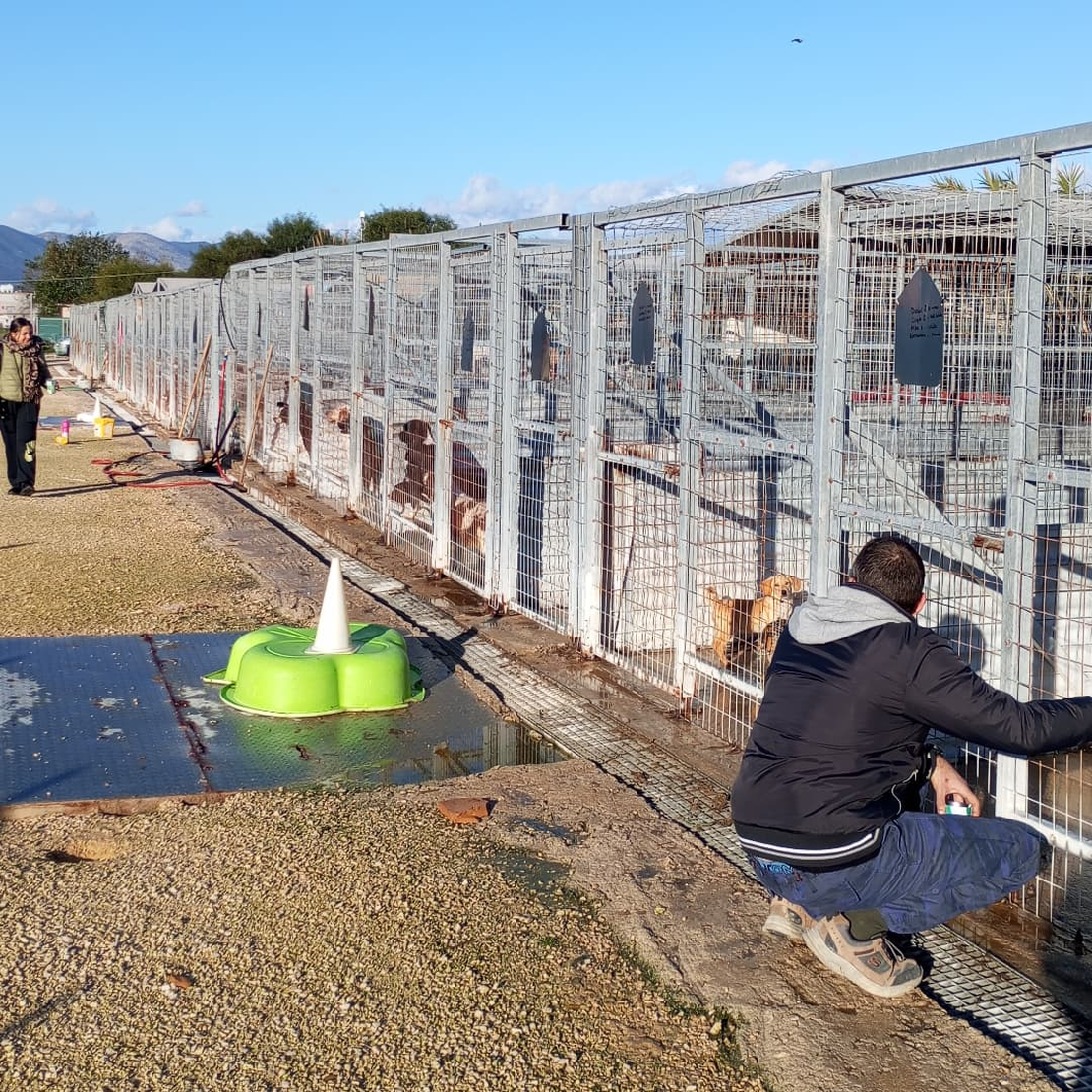 Αποτίμηση Zante Strays Bazaar